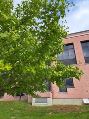 Ginkgo biloba