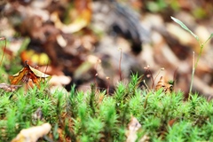 Polytrichum formosum