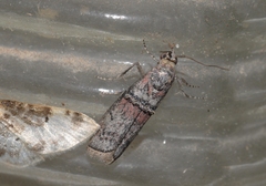 Merulempista turturella