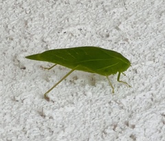 Microcentrum californicum