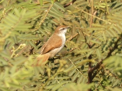 Certhiaxis cinnamomeus