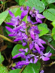 Coleus