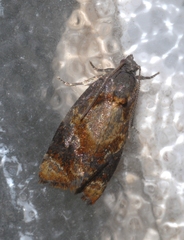 Ditula angustiorana