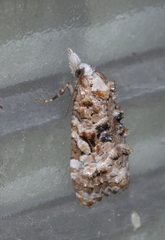 Phtheochroa rugosana