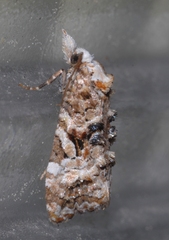 Phtheochroa rugosana