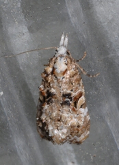 Phtheochroa rugosana