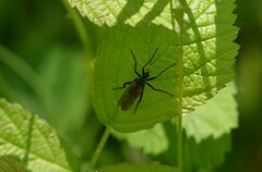 Empis