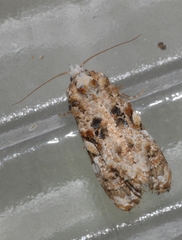 Phtheochroa rugosana