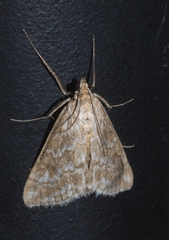 Evergestis frumentalis