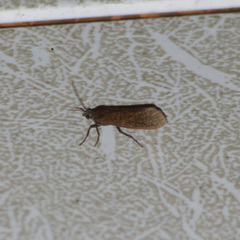 Virbia medarda