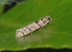 Blastesthia tessulatana