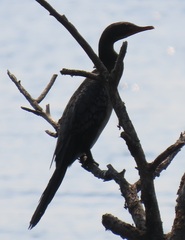 Microcarbo africanus africanus