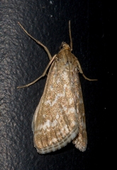 Evergestis frumentalis
