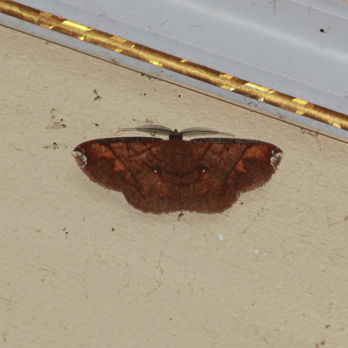 Thysanopyga amarantha