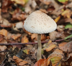 Macrolepiota mastoidea