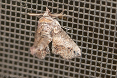 Paectes abrostoloides