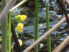 Utricularia