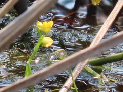 Utricularia