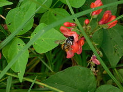 Xylocopa tabaniformis azteca