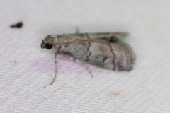 Cacotherapia flexilinealis