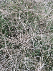 Sisymbrium officinale