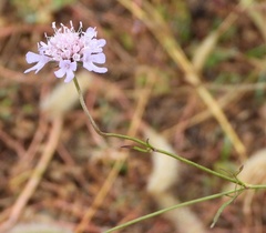 Scabiosa triandra