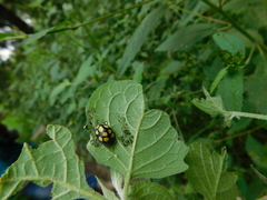 Epilachna mexicana