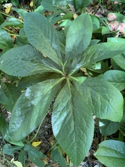 Lindera chunii