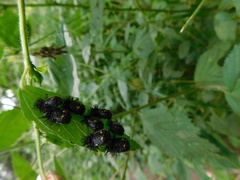Epilachna mexicana