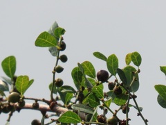 Phyllanthus reticulatus reticulatus