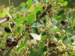 Phyllanthus reticulatus reticulatus