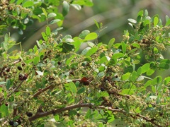 Phyllanthus reticulatus reticulatus
