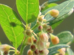 Phyllanthus reticulatus reticulatus