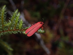 Dictyoptera simplicipes