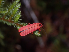 Dictyoptera simplicipes