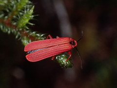 Dictyoptera simplicipes