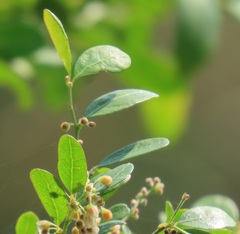 Phyllanthus reticulatus reticulatus