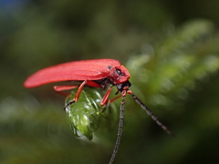 Dictyoptera simplicipes