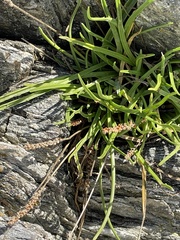 Plantago maritima