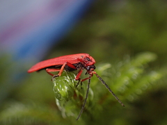 Dictyoptera simplicipes