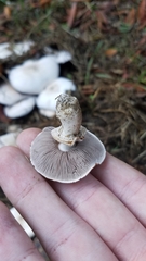 Agaricus californicus