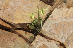Albuca viscosa