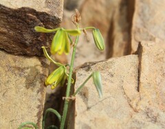 Albuca viscosa