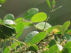 Phyllanthus reticulatus reticulatus