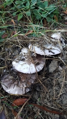 Agaricus californicus