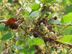 Phyllanthus reticulatus reticulatus