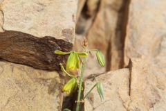 Albuca viscosa