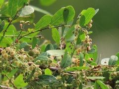 Phyllanthus reticulatus reticulatus