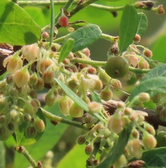 Phyllanthus reticulatus reticulatus