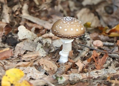 Amanita pantherina